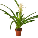 Guzmania - White