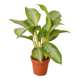 Chinese Evergreen - Silver Bay