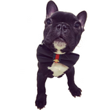 Genuine Leather Designer Bowtie & Collar Set