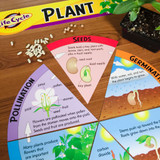 Let's Learn Life Cycles Learning FUN Activity