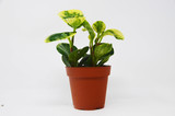 Peperomia 'Marble'