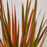 Dracaena 'Colorama'(comes potted with pot pictured)