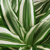 Dracaena Warneckii 'White Jewel'(comes potted with pot pictured)