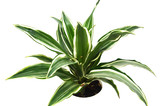 Dracaena Warneckii 'White Jewel'(comes potted with pot pictured)