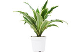 Dracaena Warneckii 'White Jewel'(comes potted with pot pictured)