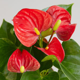 Anthurium 'Red'(comes potted with pot pictured)