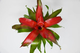 Bromeliad 'Medusa'(comes potted with pot pictured)