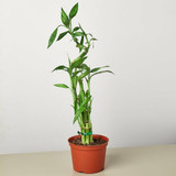 Dracaena 'Lucky Bamboo'(comes potted with pot pictured)