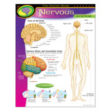 The Human Body–Nervous System Learning Chart