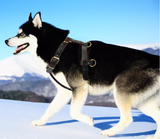 Genuine Leather Dog Harness Brown Walking Training Harnesses