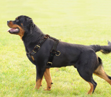 Genuine Leather Dog Harness Brown Walking Training Harnesses