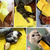 Super Absorbent Quick-drying Pet Cleaning Towel