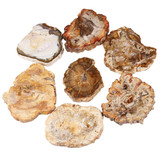 Petrified Wood Slabs Coasters