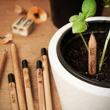 Grow Pencil: a pencil you can plant