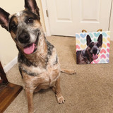 Custom Pet Canva (Limited Edition)
