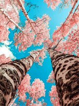 Diamond Painting Tree