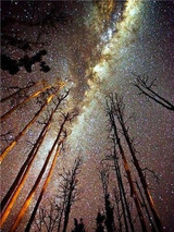 Diamond Painting Tree