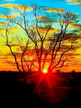 Diamond Painting Tree
