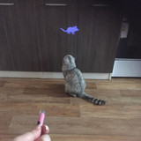 CAT LED ANIMATION MOUSE LAZER POINTER TOY