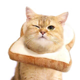 Toast Elizabethan Collar for Cat - E Collar for cat