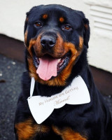 My Humans are Getting Married Dog Sign