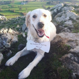 My Humans are Getting Married Dog Sign