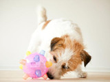 [On Sale] Jumping Activation Ball for dogs