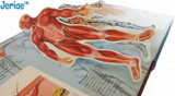 Jeriae™ Anatomy of The Human Body 3D Picture Book