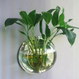 Wall-Mounted Fish Bowl