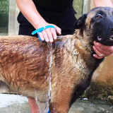 Dog Handheld  Bathing Brush