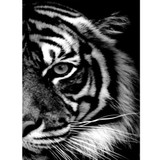 White tiger Diamond Painting