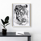 White tiger Diamond Painting