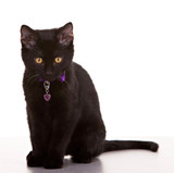 Crystal Accessories For Your Pets
