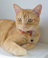 Crystal Accessories For Your Pets