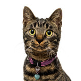 Crystal Accessories For Your Pets