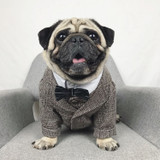 Dog Cat Wedding Party Suits