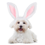 Bunny Ears Pet Headband