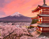 Fuji Cherry Blossoms in Spring