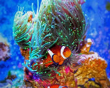 Nemo Fish