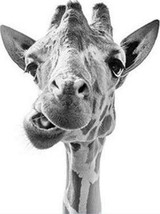 Funny Giraffe
