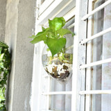Wall Mounted Fish Bowl