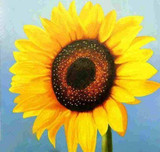 Diamond Painting - Sunflower
