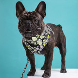 Harness Leash And Collar Set
