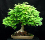 Japanese Bonsai Maple Tree Seeds (20 seeds)