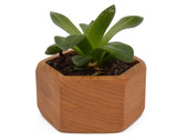 Wooden Succulent Planter