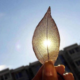 Leaf Pendant Necklace - Long Chain