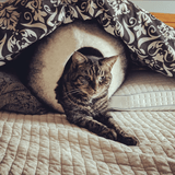 Charcoal & White Cat Cave |  Pet Bed