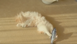 Vibrating Fish Toy