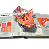 Anatomy of The Human Body 3D Picture Book
