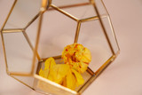Triangle Geometric Terrarium